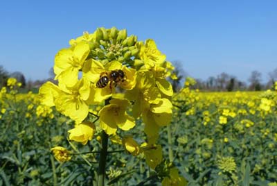 Développement - Colza - Floraison - Protection abeilles