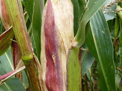 Maladie Maïs : Fusariose sur grains