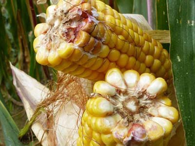 Maladie Maïs : Fusariose sur grains
