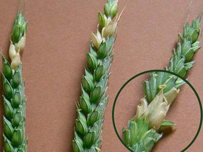 G2 Maladie céréales : Fusariose - Fusarium roseum sur épi de blé