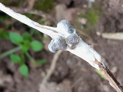 Maladie Colza : Sclérotinia mycélien - attaques précoces automne