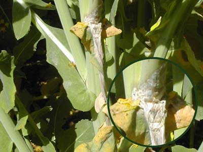 Sclérotinia - contamination de la tige de colza