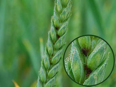 Ravageur : Pucerons sur blé au printemps