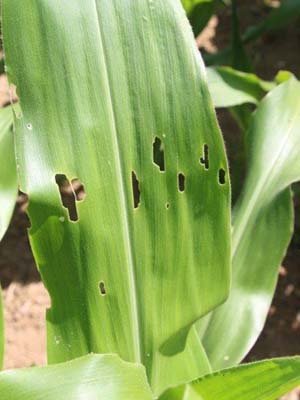 Ravageurs - Dégâts de jeune pyrale sur feuille de maïs