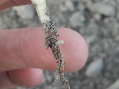 Ravageurs : larve de mouche de semis sur lupin