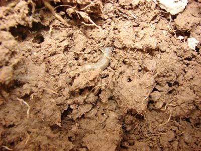 Ravageur : larves de tipule et dégâts sur prairie
