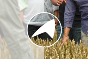 Plusieurs agriculteurs les mains dans les céréales